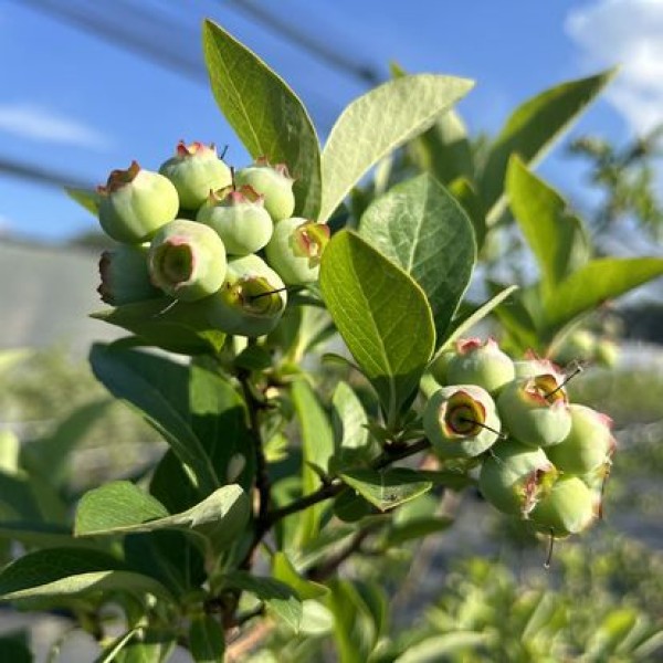 Nový poskytovateľ- Berry Farm- Stupava