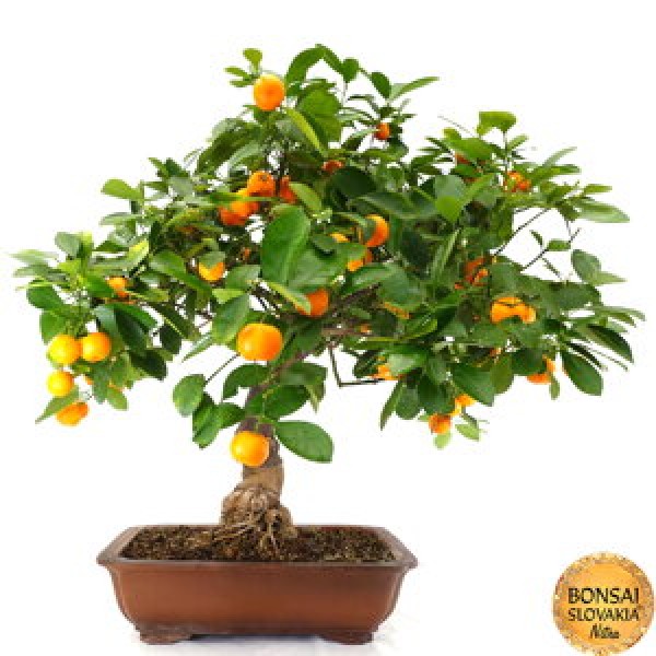 Bonsai Slovakia- Čajovňa dobrých ľudí