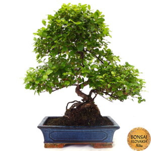 Bonsai Slovakia- Čajovňa dobrých ľudí