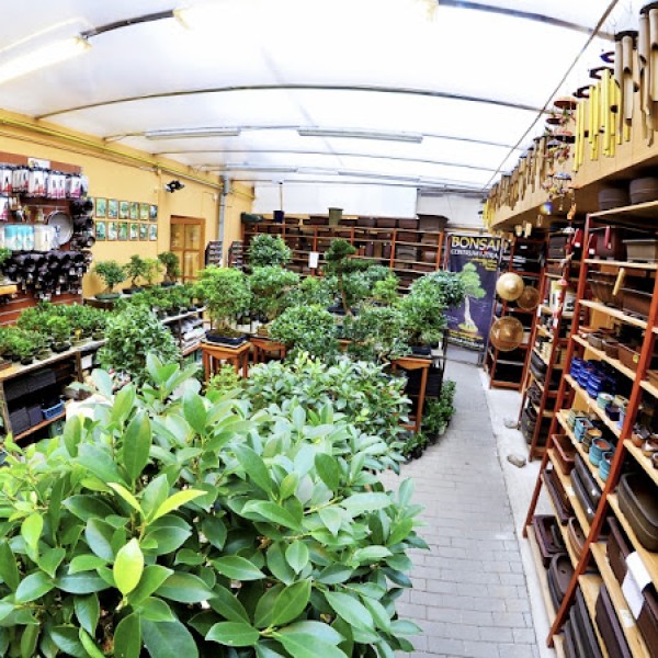 Bonsai Slovakia- Čajovňa dobrých ľudí